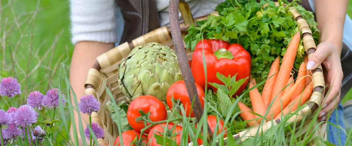 Your ultimate guide to growing your own organic Vegetable Garden