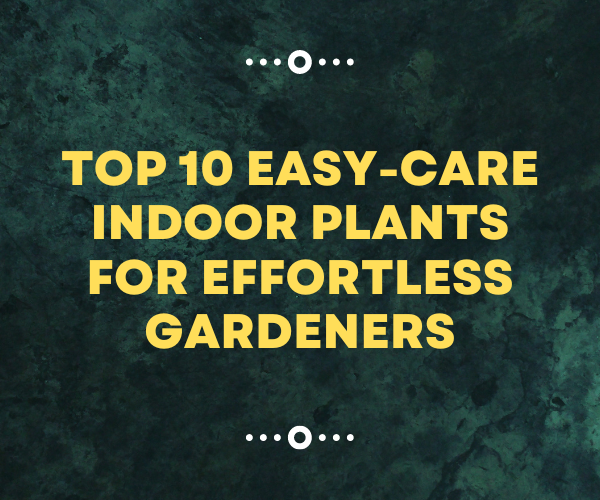 Top 10 Easy-Care Indoor Plants for Effortless Gardeners