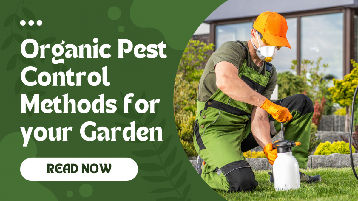 Organic Pest Control Methods for your Garden