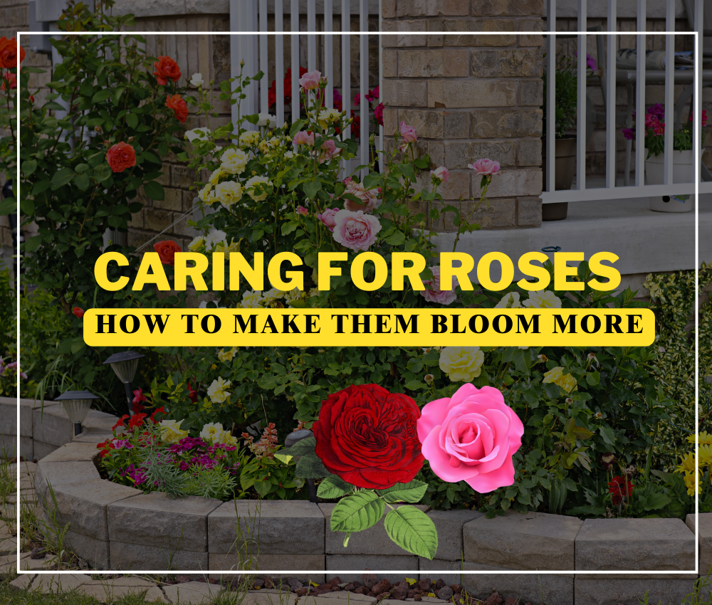 Caring for Roses