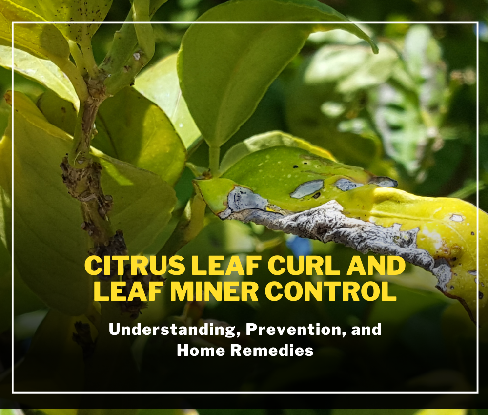 Citrus Leaf Curl and Leaf Miner Control
