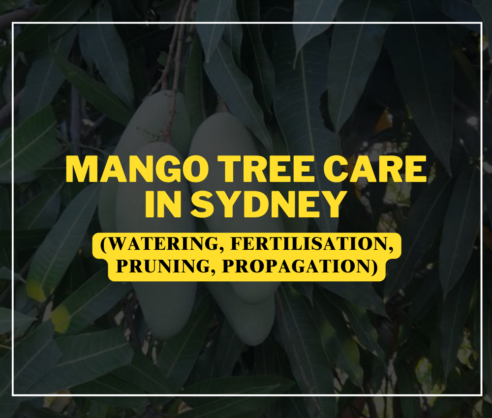 Mango tree Care in Sydney
