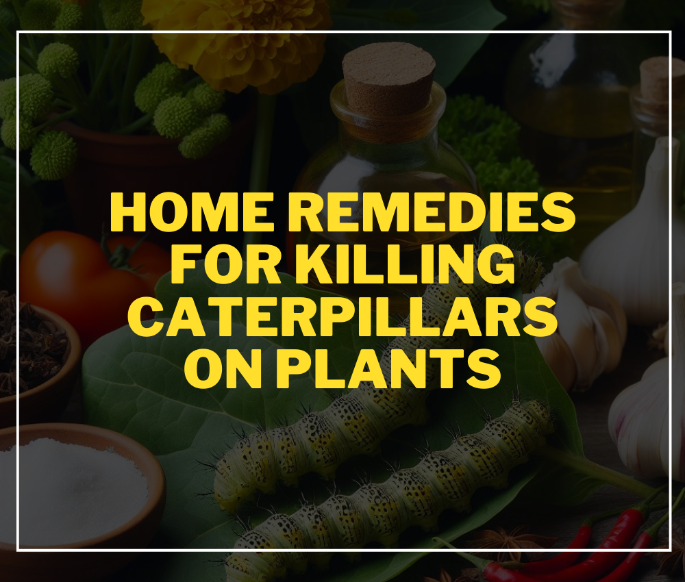 Home Remedies for Killing Caterpillars on Plants