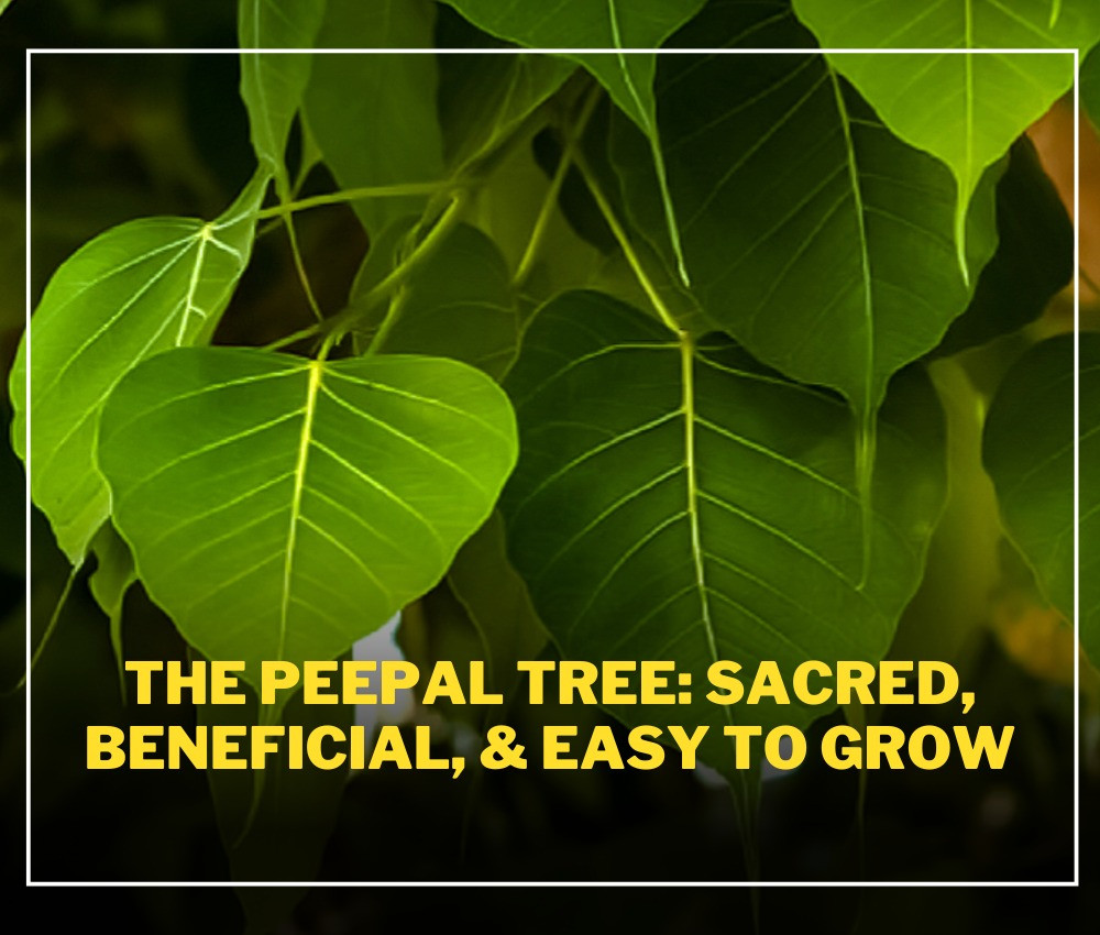 The Peepul Tree: Sacred, Beneficial, and Easy to Grow