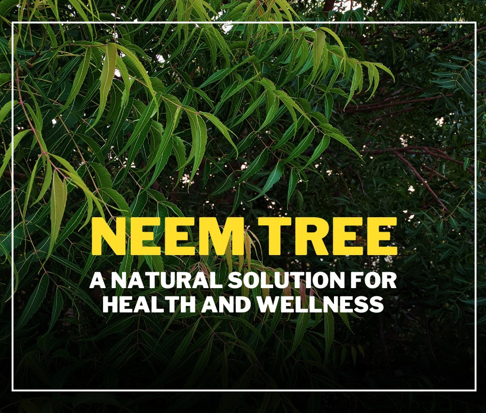 Neem Tree: A Natural Solution for Health and Wellness