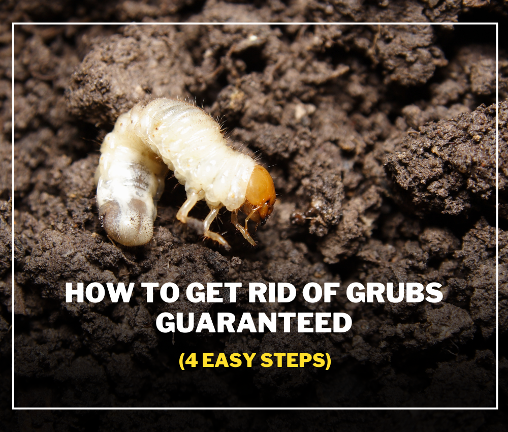 How to Get Rid of Grubs