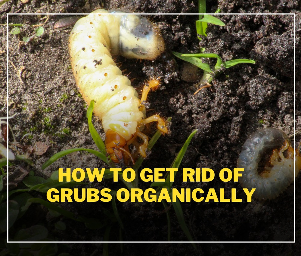 How to Get Rid of Grubs Organically