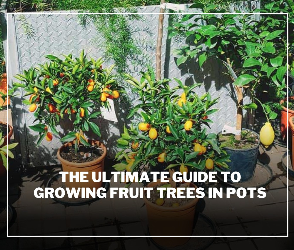 The Ultimate Guide to Growing Fruit Trees in Pots
