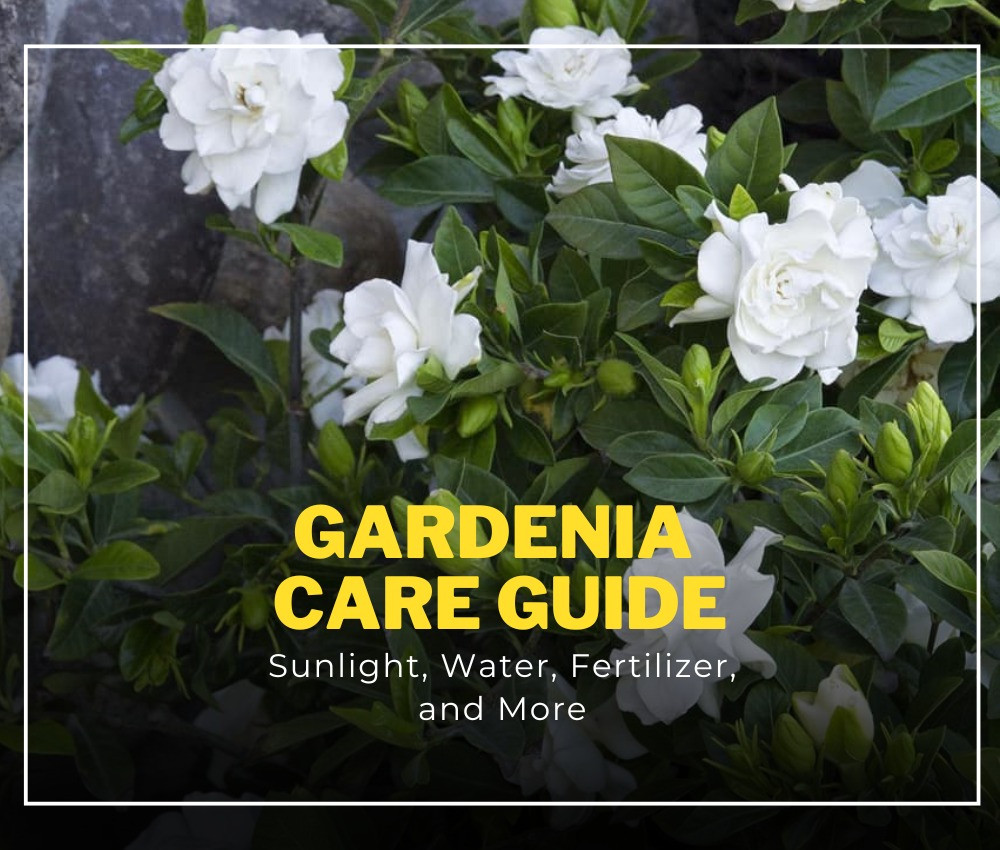 Cape Jasmine Care Guide: Sunlight, Water, Fertilizer, and More