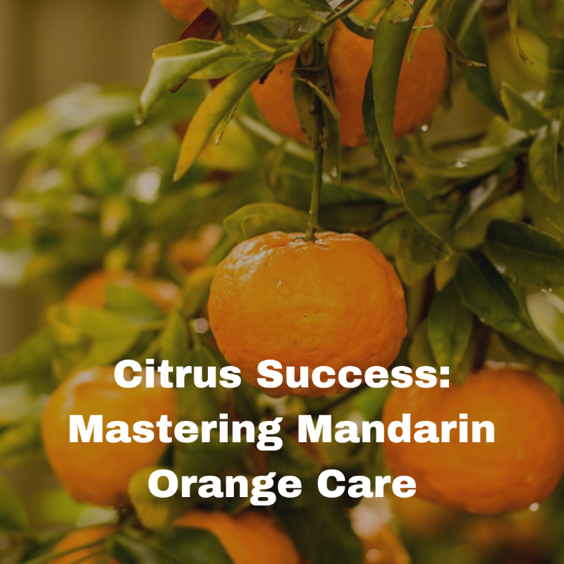 Citrus Success: Mastering Mandarin Orange Care