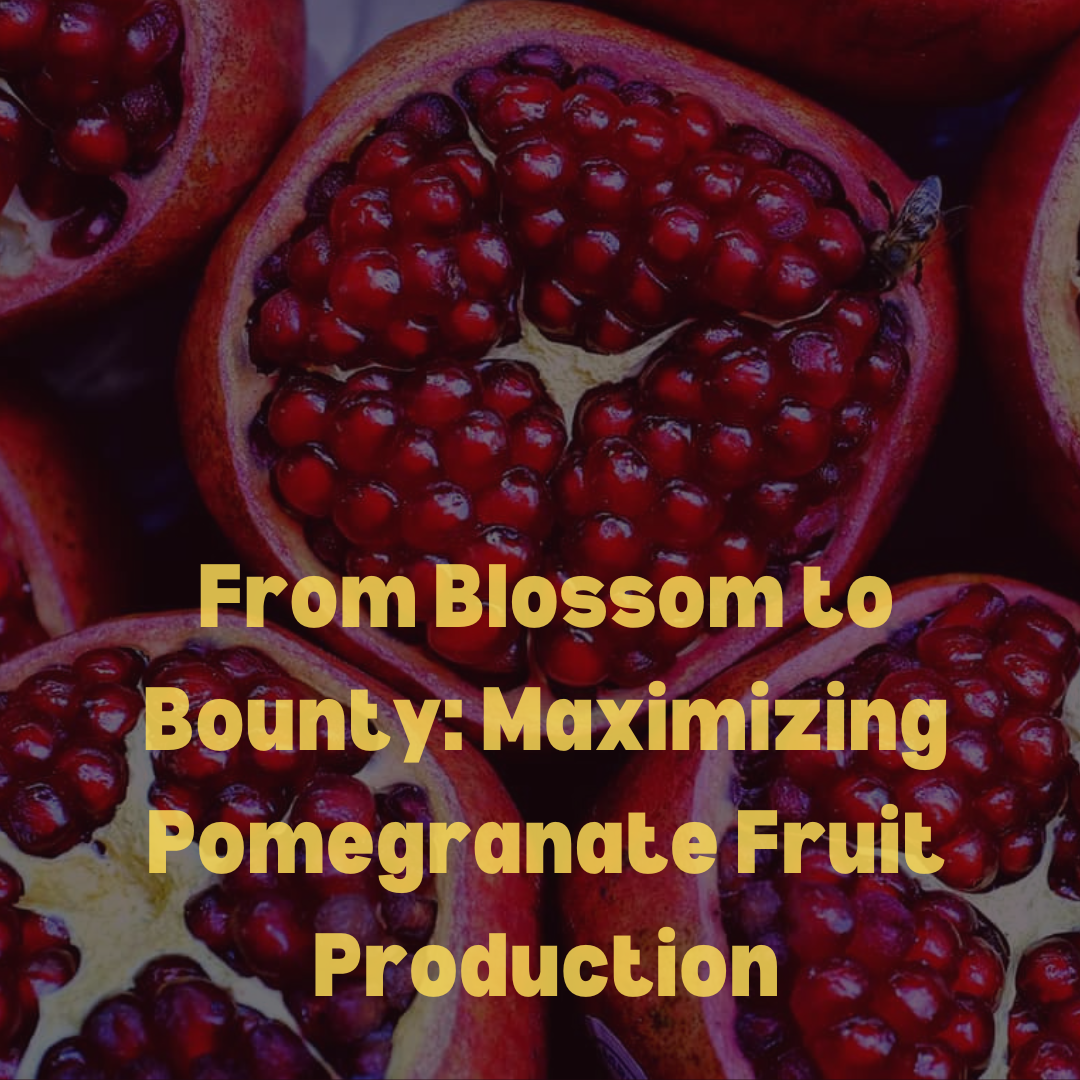 From Blossom to Bounty: Maximizing Pomegranate Fruit Production