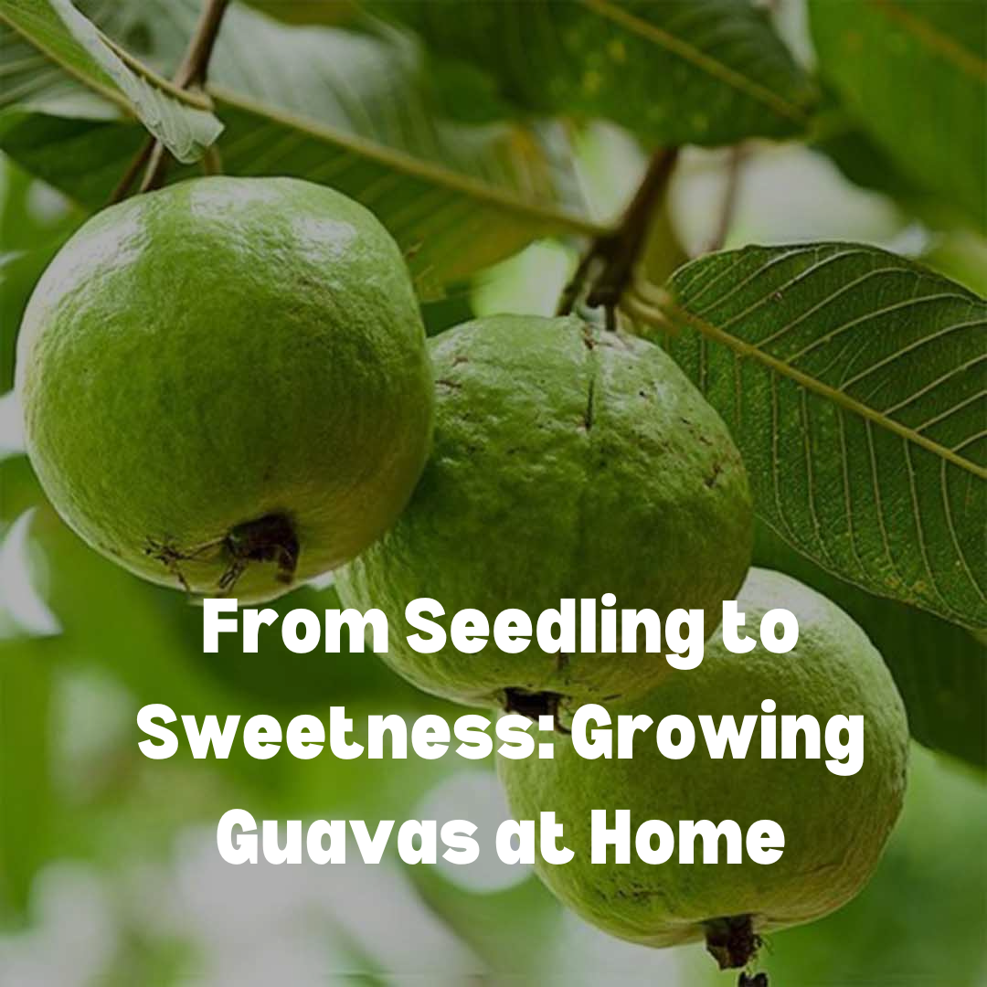 From Seedling to Sweetness: Growing Guavas at Home