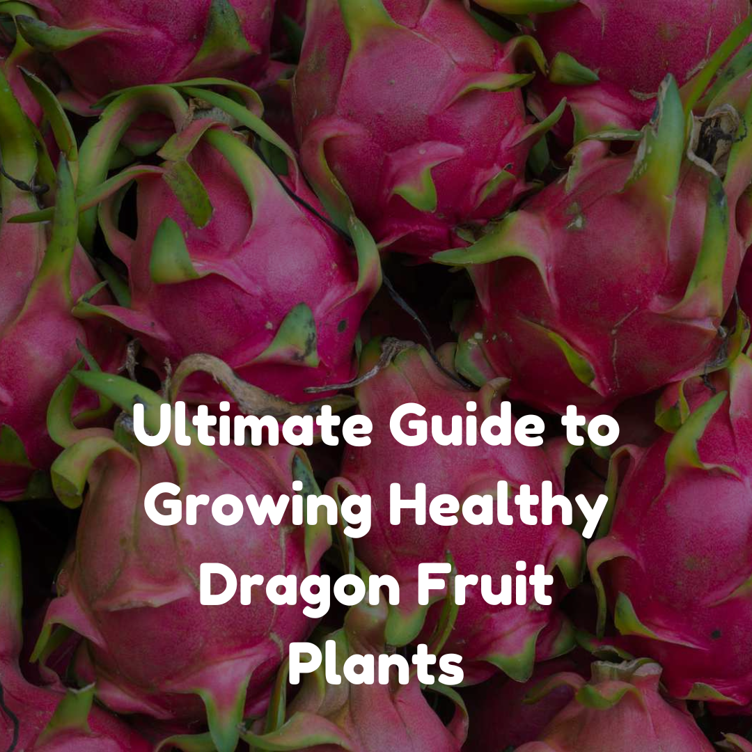 Ultimate Guide to Growing Healthy Dragon Fruit Plants