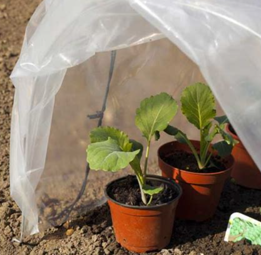 Winter Plant Care in Sydney: A Seasonal Guide for Thriving Gardens