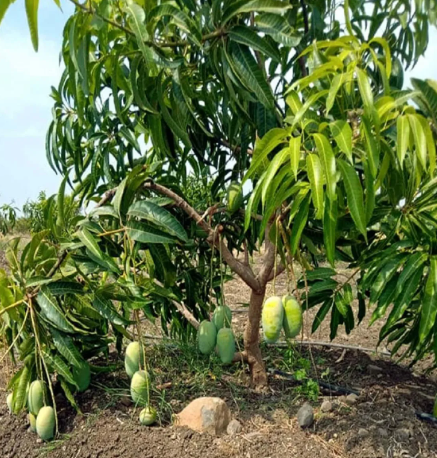 Grafted Langra Plant in Sydney
