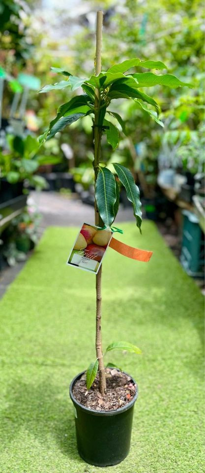 Grafted Keitt Mango Plant in Sydney