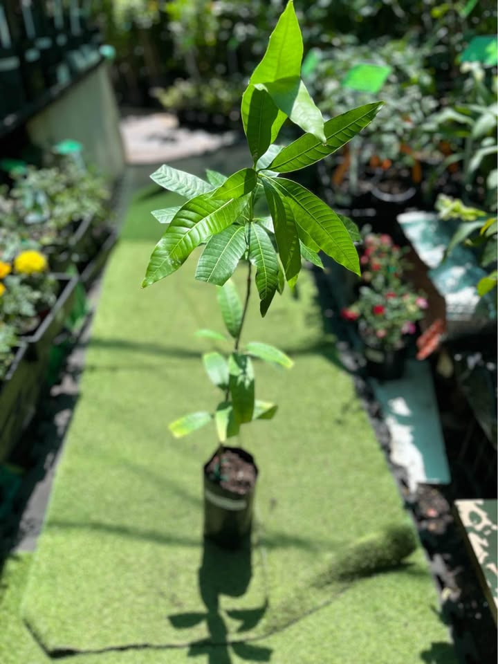 Lemon Zest mango plant in Sydney