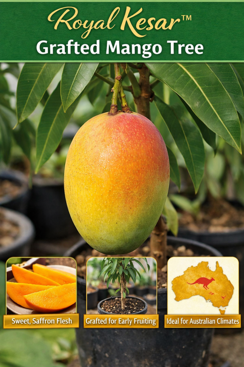 Grafted Kesar Mango Plant in Sydney