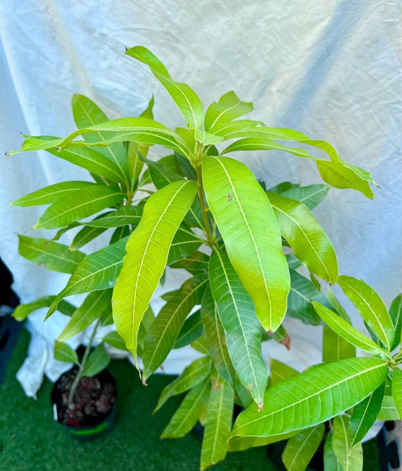 Grafted Banganapalli mango plant in Sydney