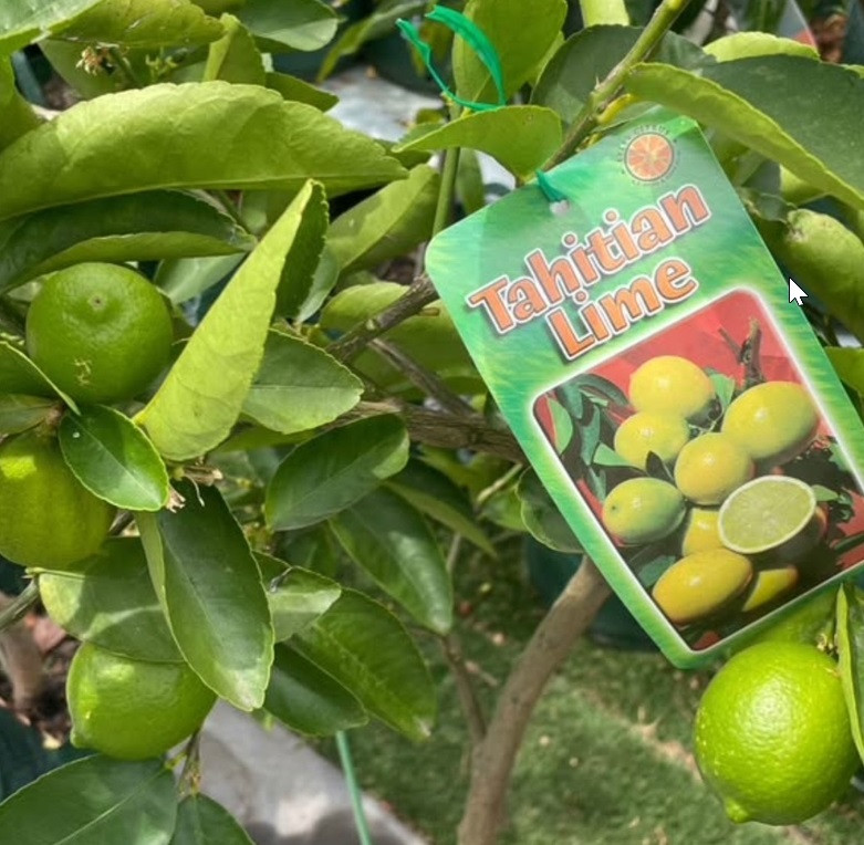 Advanced Over 4-Year Fruiting Plants