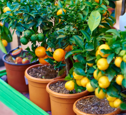 dwarf fruit trees in pots with citrus plants