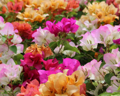 Vibrant bougainvillea plant with colorful blooms in Sydney nursery