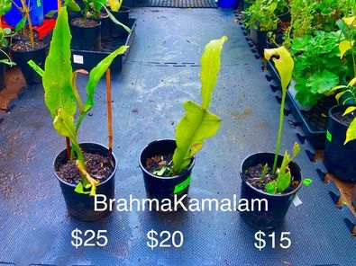 Brahmakamal plant