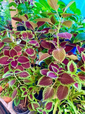 Coleus