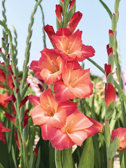 Gladiolus