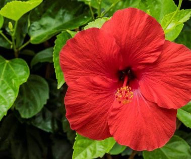 Hibiscus Red