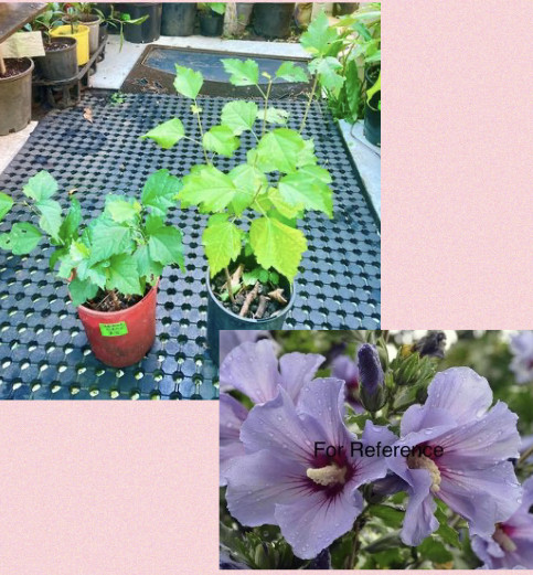 Hibiscus Purple