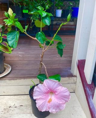 Hibiscus Pink