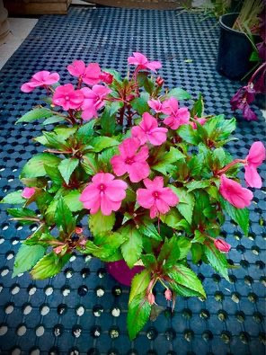 Impatiens