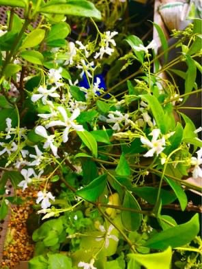 Star Jasmine