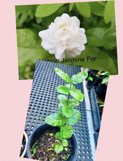 Arabian Jasmine