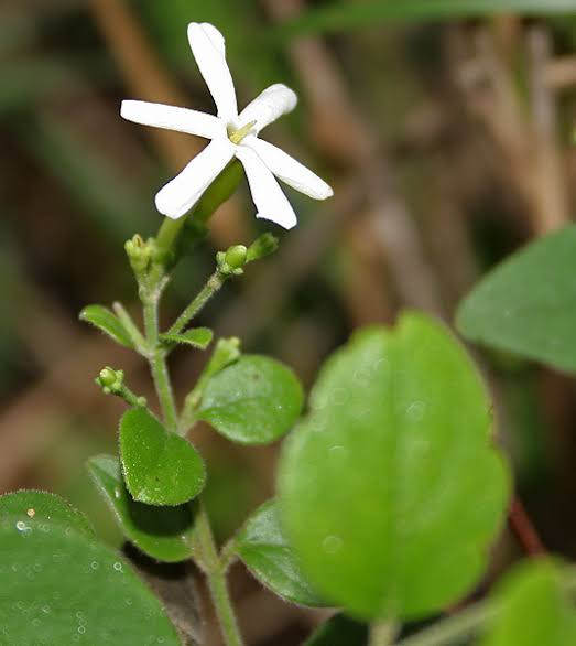 Needle Jasmine