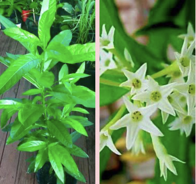 Night blooming Jasmine, Hasna Hena Plant in Sydney