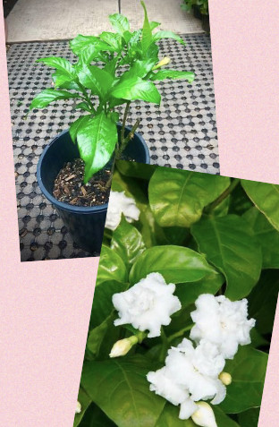 Crepe Jasmine