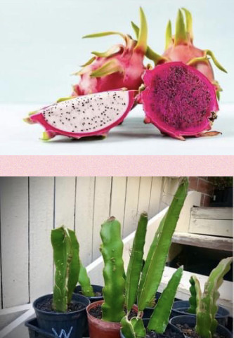 Dragon Fruit Red