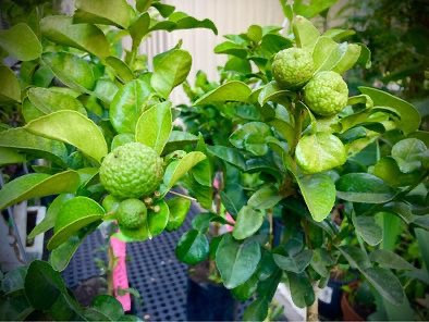 Kaffir Lime