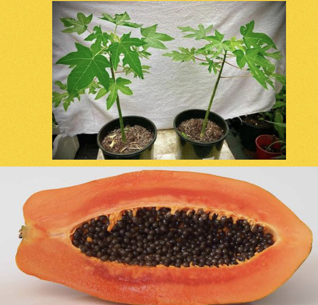 Papaya