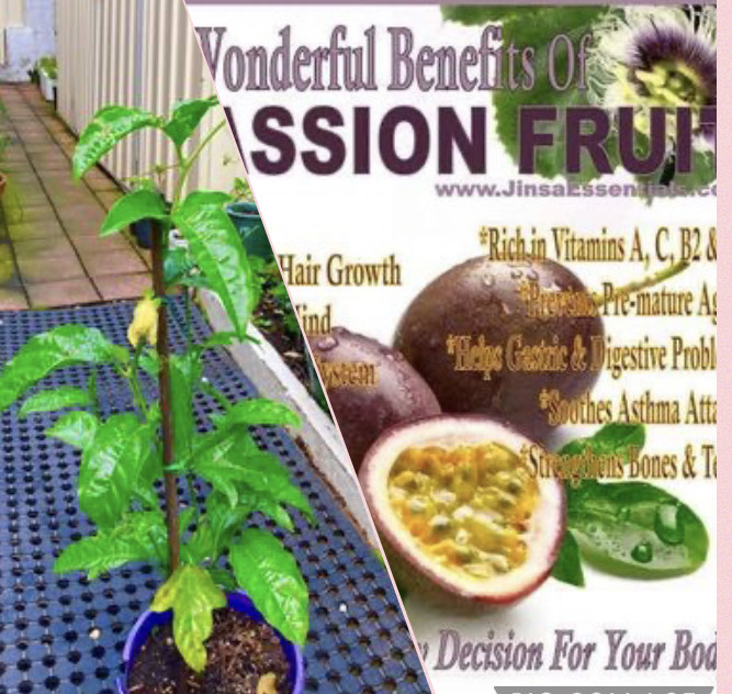 Passion Fruit