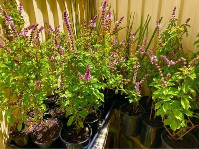 buy tulsi plant in Sydney