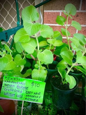 Indian Borage