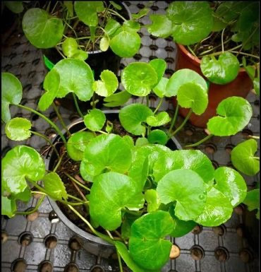 Gotu Kola plant in sydney