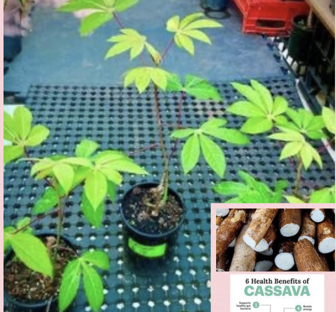 Cassava