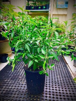 Buy Chilli Plants in Sydney