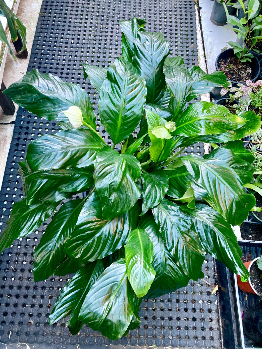 Peace lily big