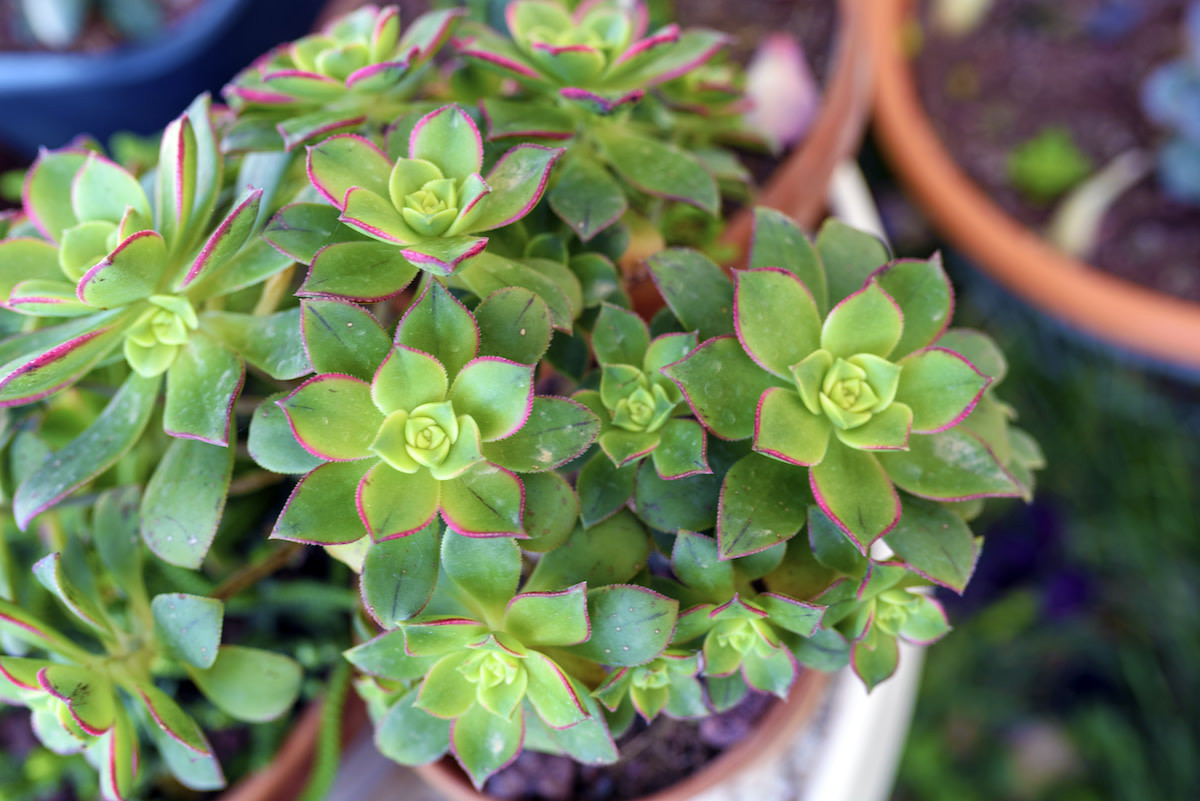 Aeonium