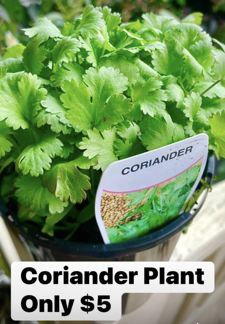 Coriander